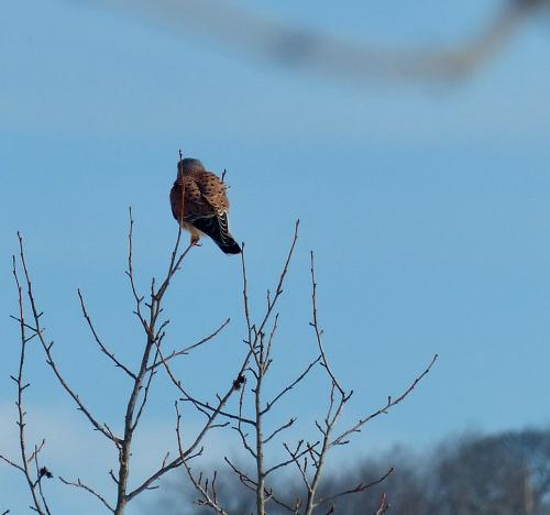 Rapace :