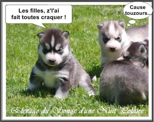 Portée de Joy (22 mai 2019)