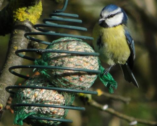 -Oiseaux de mon jardin
