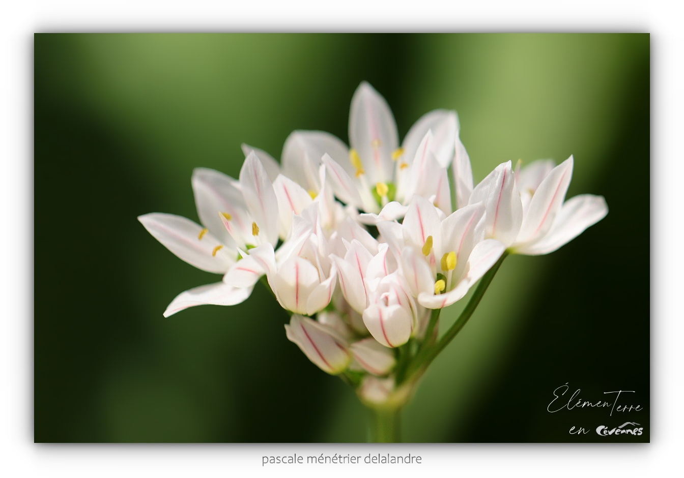Ail rose
