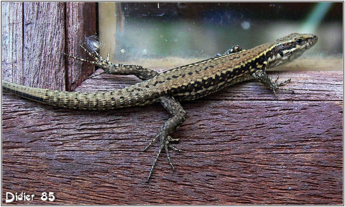 Lézard des Murailles (1) - Podarcis muralis