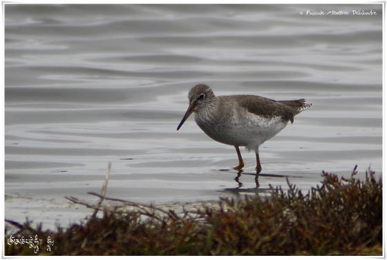 Chevalier gambette - Tringa totanus - Common Redshank