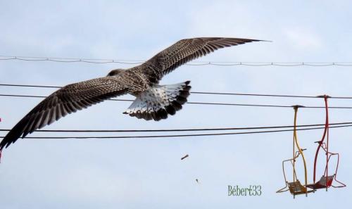 des oiseaux à Palavas