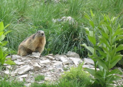 Marmotte près de la cabane de Basset