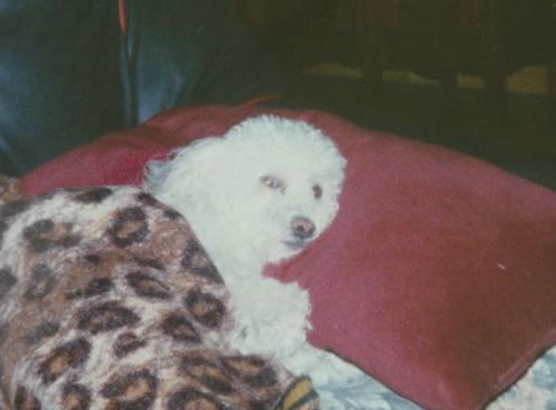 La ronde des toutous : mon Caniche-Toy