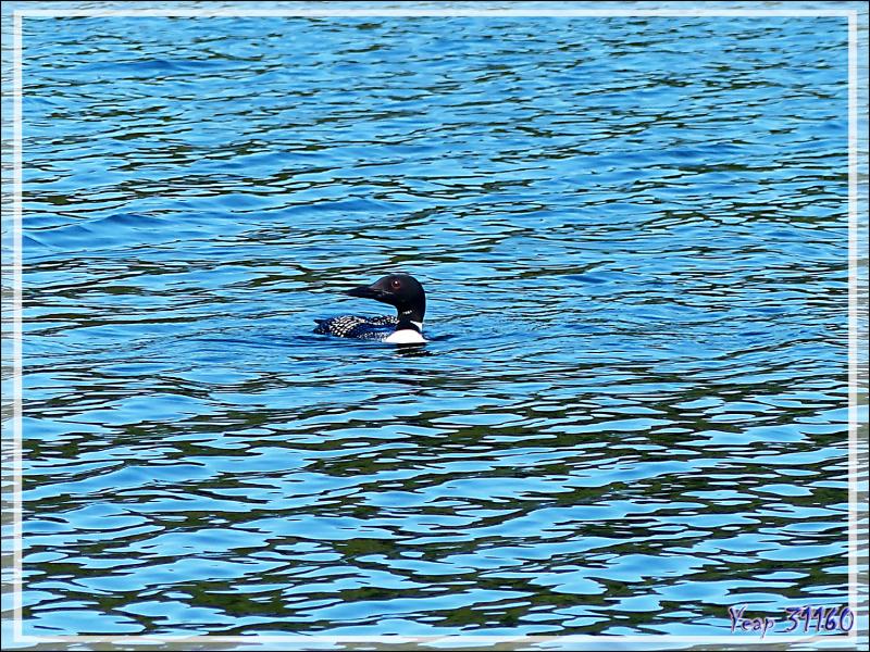 Plongeon huard ou Imbrin ou Huard à collier, Great Northern Loon (Gavia immer) - Lac Venne - Duhamel - Outaouais - Québec - Canada