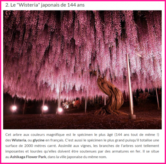 Nos Arbres.