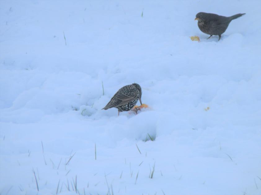 Les animaux et la neige