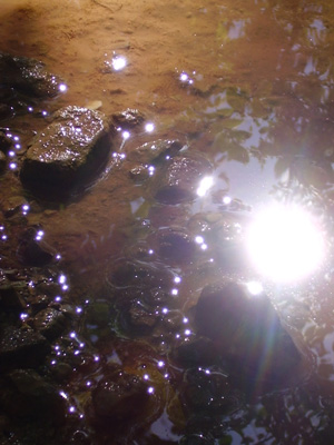 Les reflets de lumière de Cat