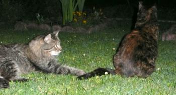 Merci Colibri, merci pour tout ...