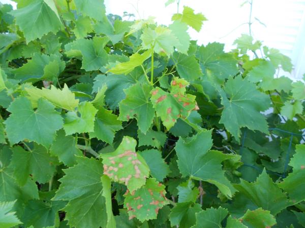 La vigne en Bretagne ... !!!