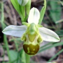 Index illustré orchidées