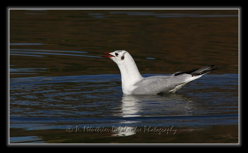 Mouette rieuse...
