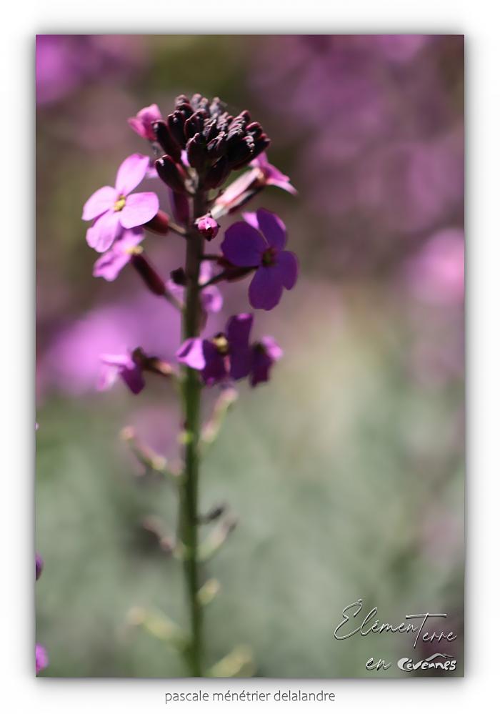 Giroflée arbustive - Erysimum Bowles Mauve