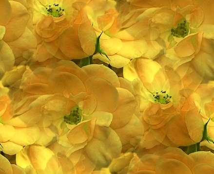 Fleurs - Grands motifs