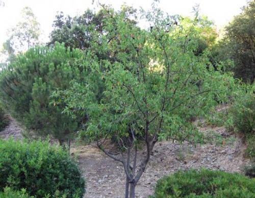 Arbre fruitier : Amandier
