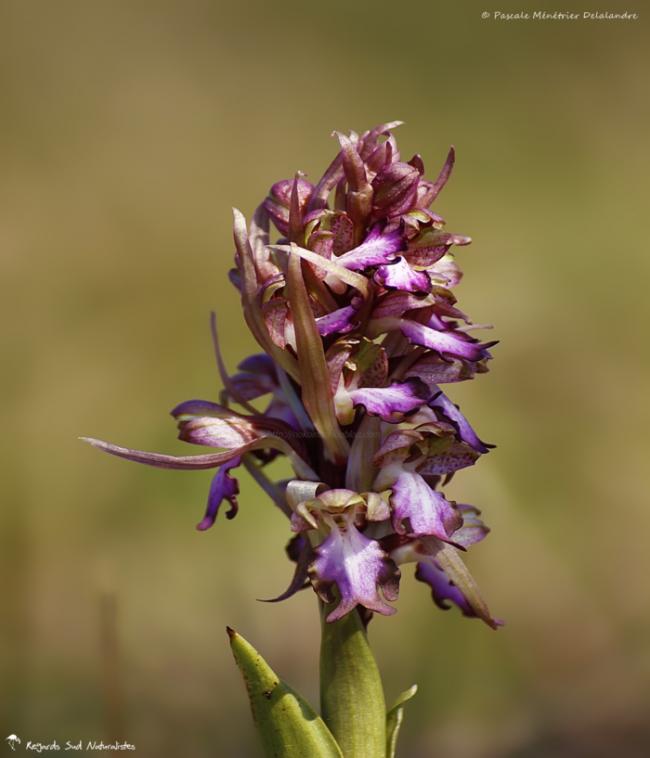 Orchis Himantoglossum robertianum