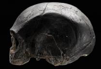 L'émergence des "Hommes Anatomiquement Modernes"