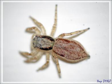 Retour vers l'hôtel avec rencontre, dans la forêt, d'un bizarre amphibien apode : un Gymnophiona, appelé Cécilie (Hypogeophis rostratus) - Ile Silhouette - Seychelles