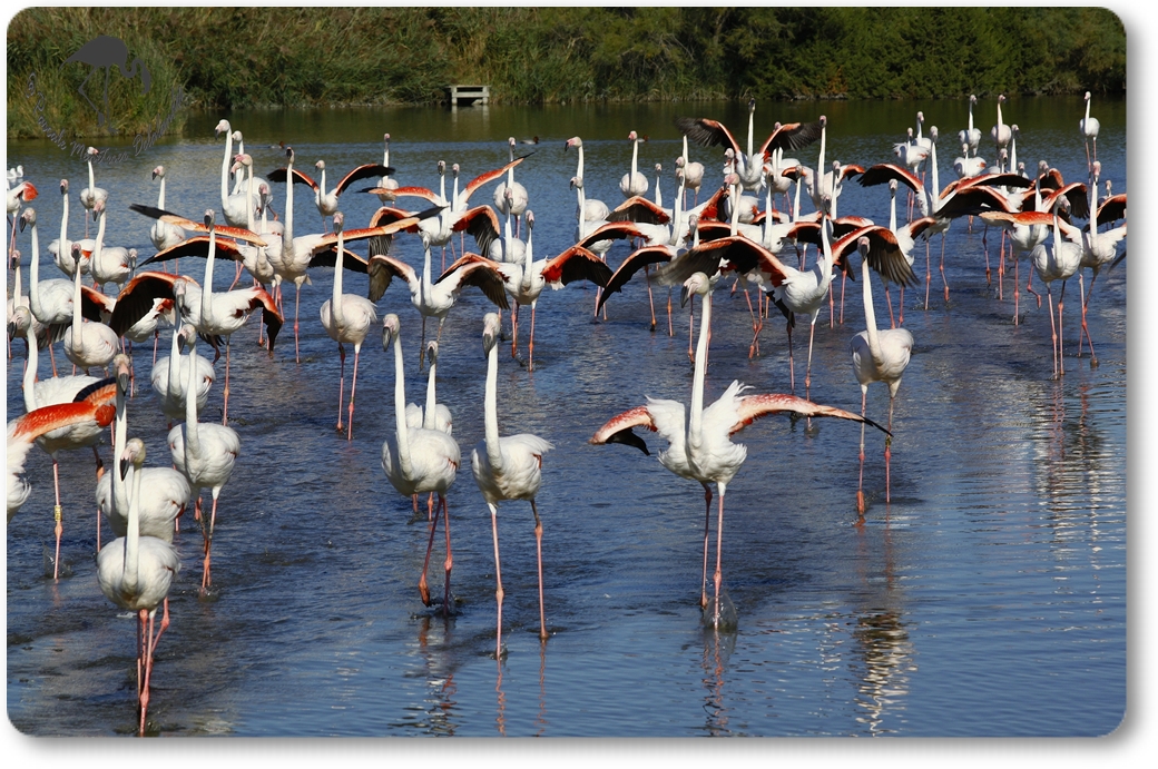Les Flamants roses accourent...