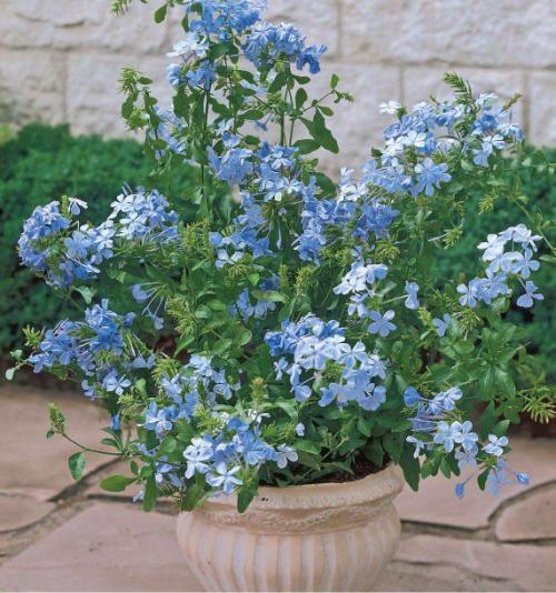 Fleurs cultivées : Plumbago