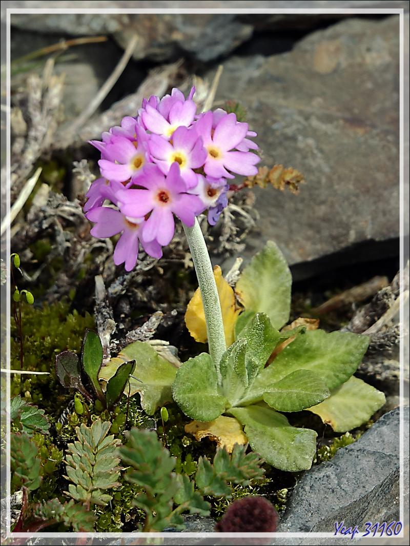 Primevère de Magellan (Primula magellanica) - Lago Guillermo - Estancia Cristina - Lago Argentino - Patagonie - Argentine