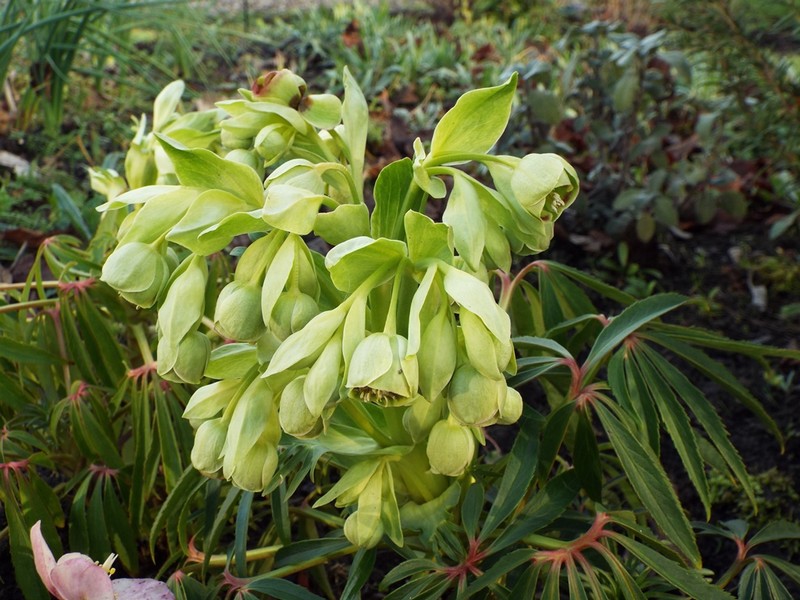On l'appelle "fétide" ... cette plante ..