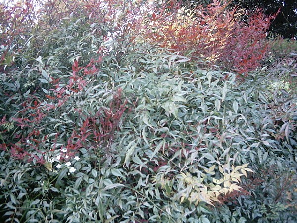 lejardindejeanmarieNandina.jpg