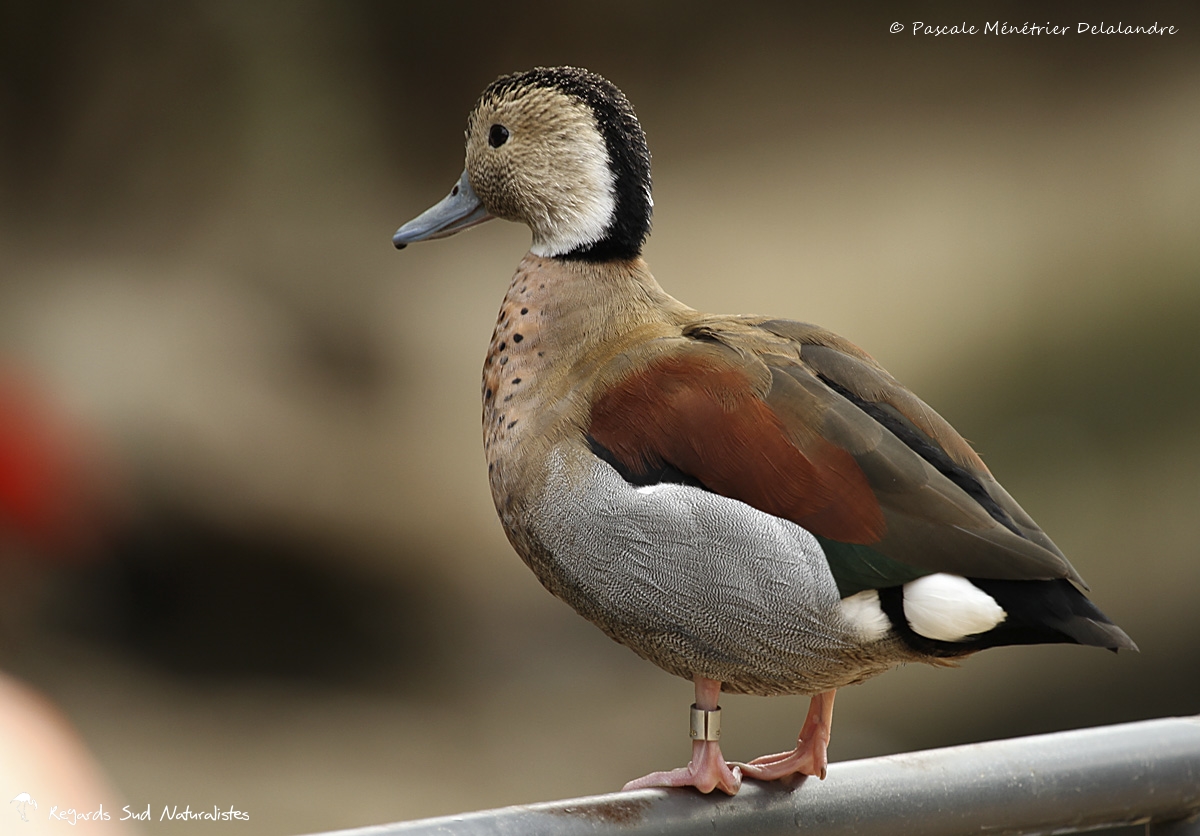 Canard à collier noir ♂