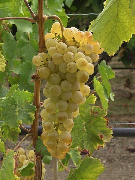Fruits du mois d'Août 