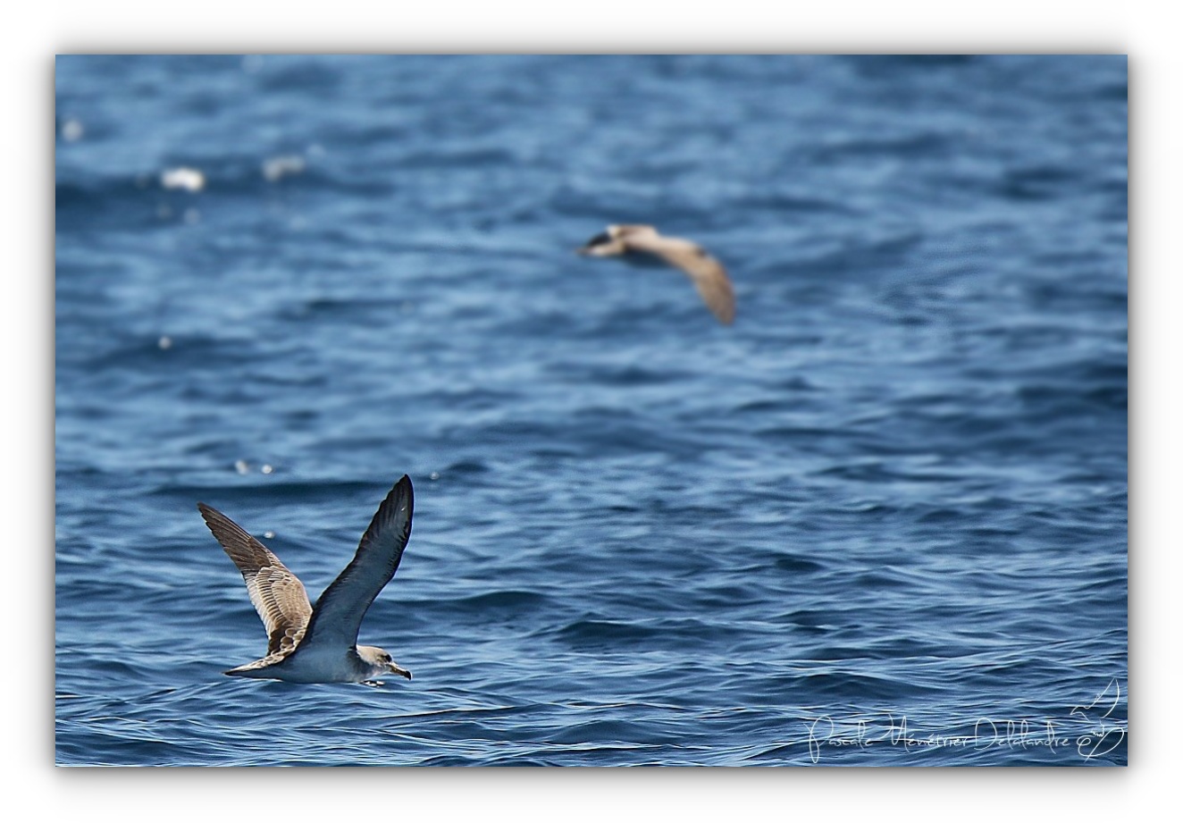 En mer, de belles rencontres...