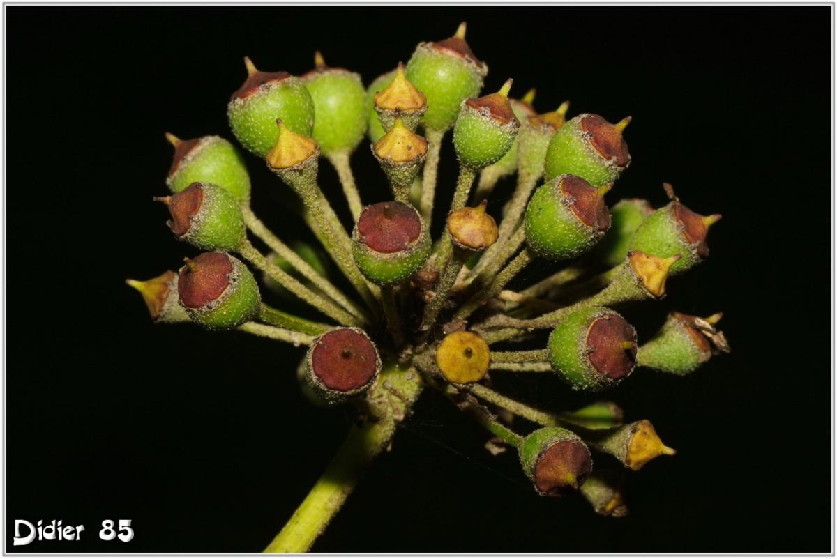 Lierre (1) - Lierre Grimpant - Lierre Commun / Hedera helix - Fruits