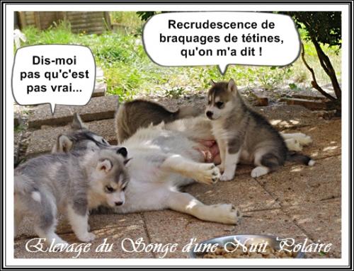 Portée de Lakmé (16 juin 2017)