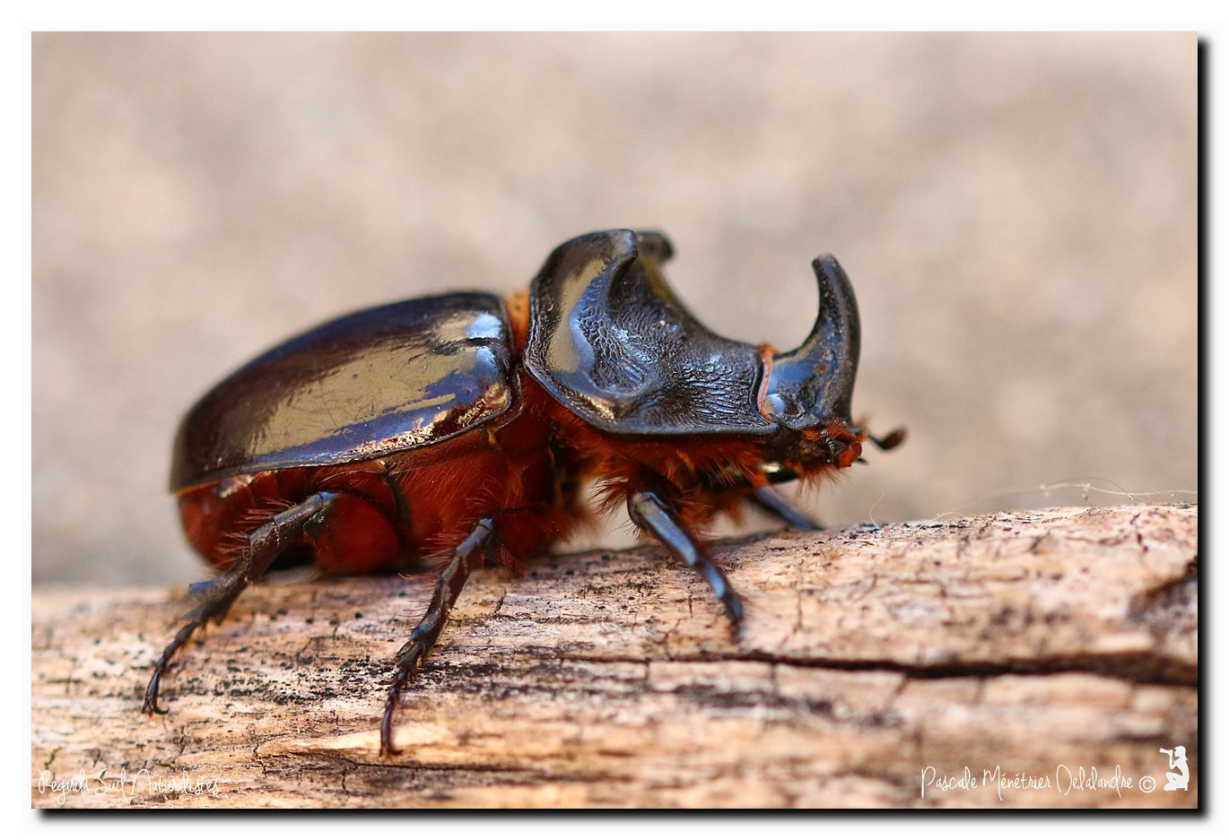 Oryctes nasicornis ♂ (Rhinocéros major)