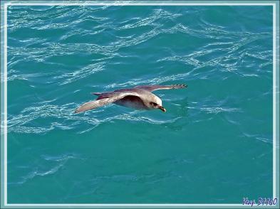 Un peu de "birdwatching" (observation d'oiseaux) le long du Glacier Bråsvell (Bråsvellbreen) - Calotte glacière Austfonna - Nordaustlandet Island - Svalbard - Norvège