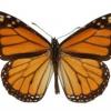 monarch1-300x202-1.jpg
