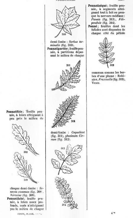 Feuilles