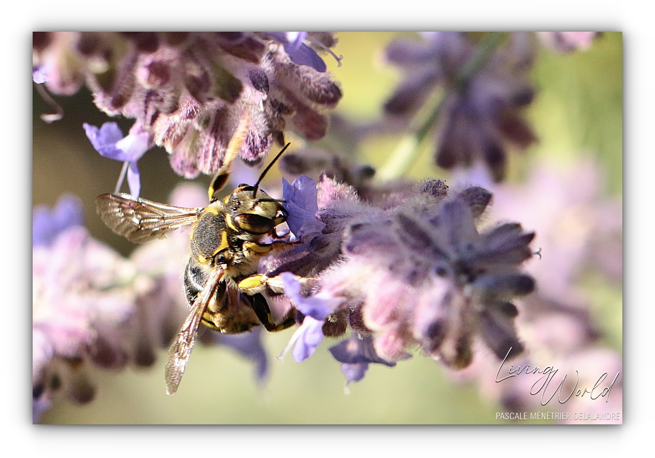 Anthidium florentinum (Mégachile)
