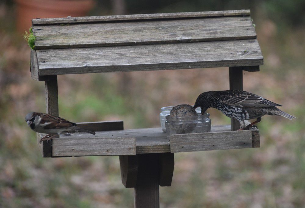 Oiseaux du jardin - décembre 2023 (1/2)....