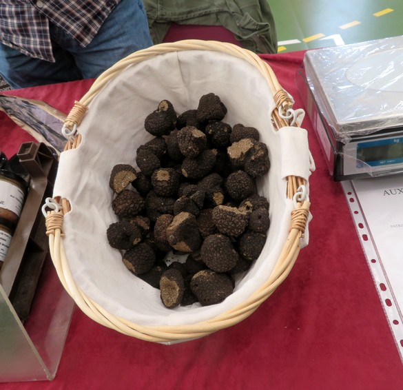 La "Tuber Uncinatum" du Châtillonnais a été mise en valeur, lors de la Fête de la Truffe Impériale du 26 octobre 2024