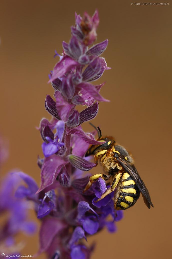 Anthidium ♀ (Megachilidae)