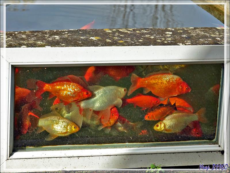 Mon aquarium de 4000 litres et quelques-uns de ses 70 habitants qui prennent le soleil derrière le hublot
