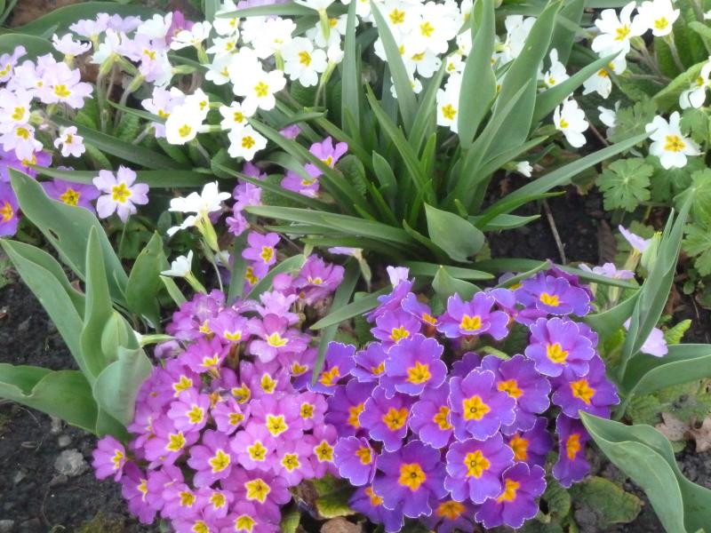 Le printemps ...