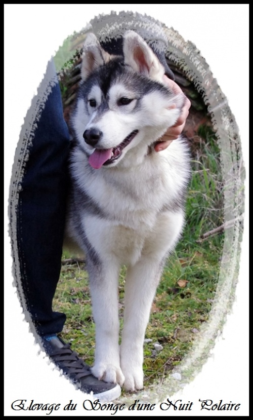 Houka (6 mois)