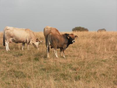 Balade en Lozère  48
