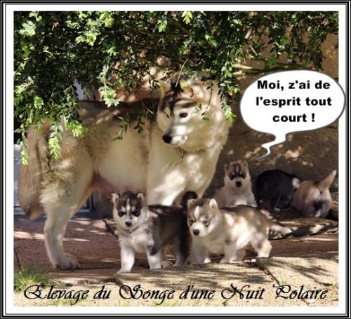 Portée de Lakmé (23 mars 2021)
