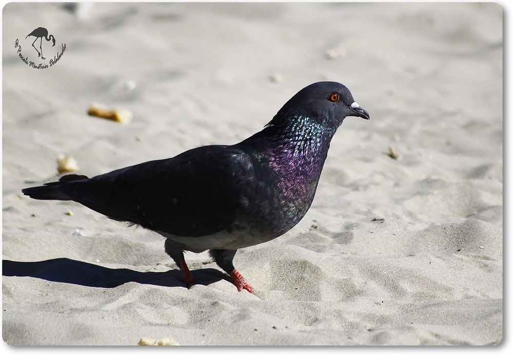 Pigeon Biset...