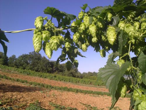 Vertus médicinales des plantes sauvages : Houblon