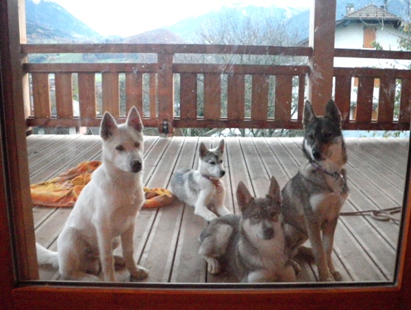 5 mois des chiots