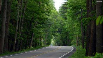 forest_road_wallpaper_94e93